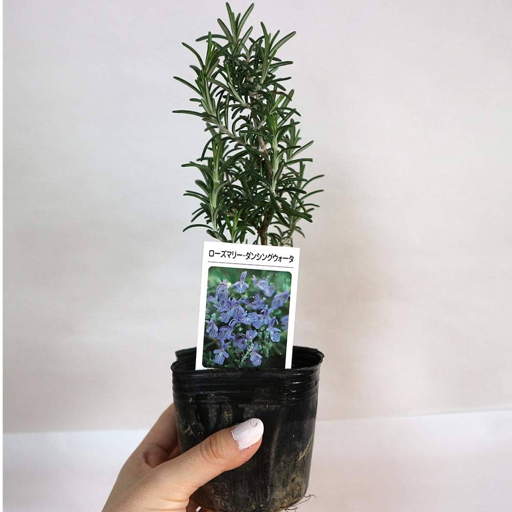 フラダンス Rosemary Amazon.co.jp: 
